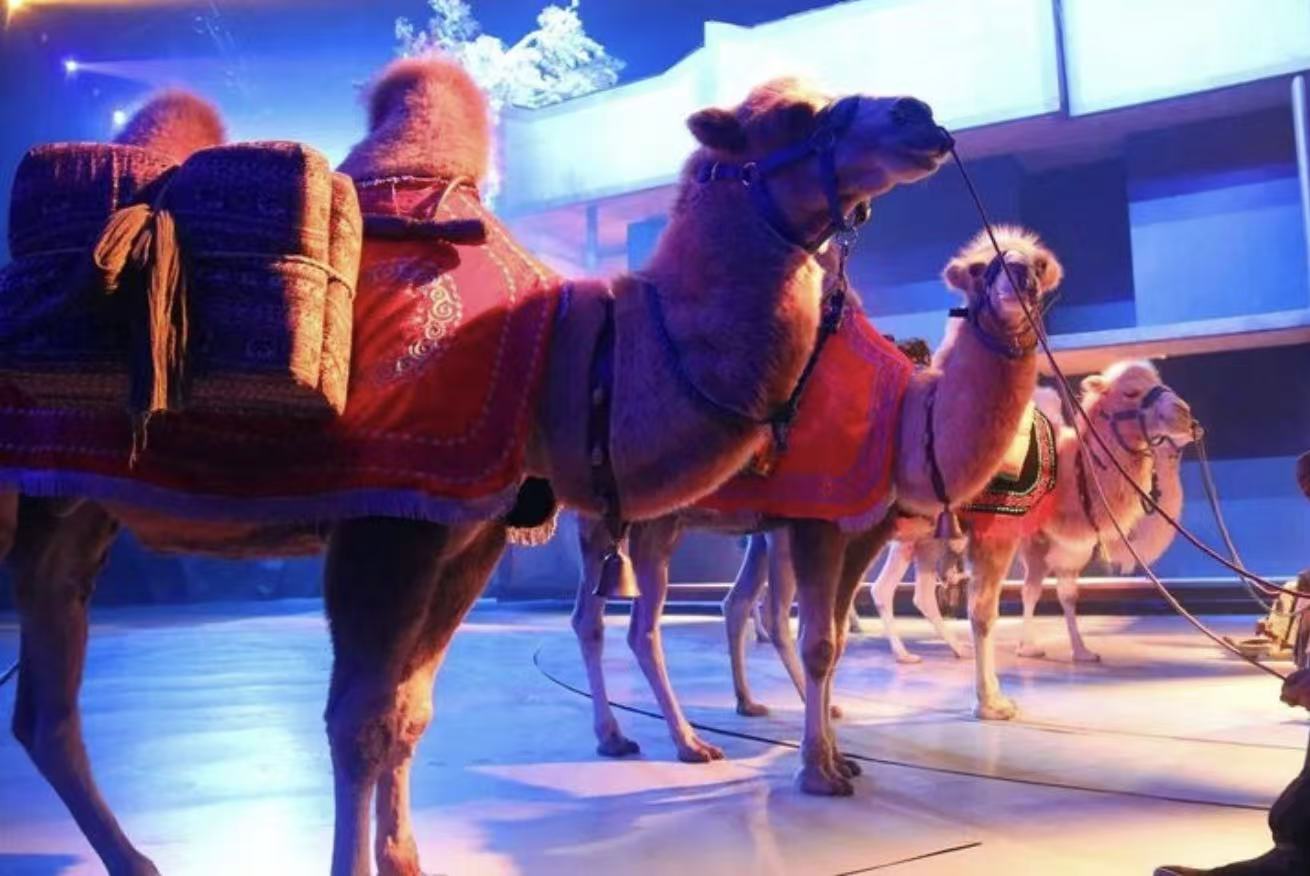Xi’an Silk Road Live Show: Legend of Camel Bell