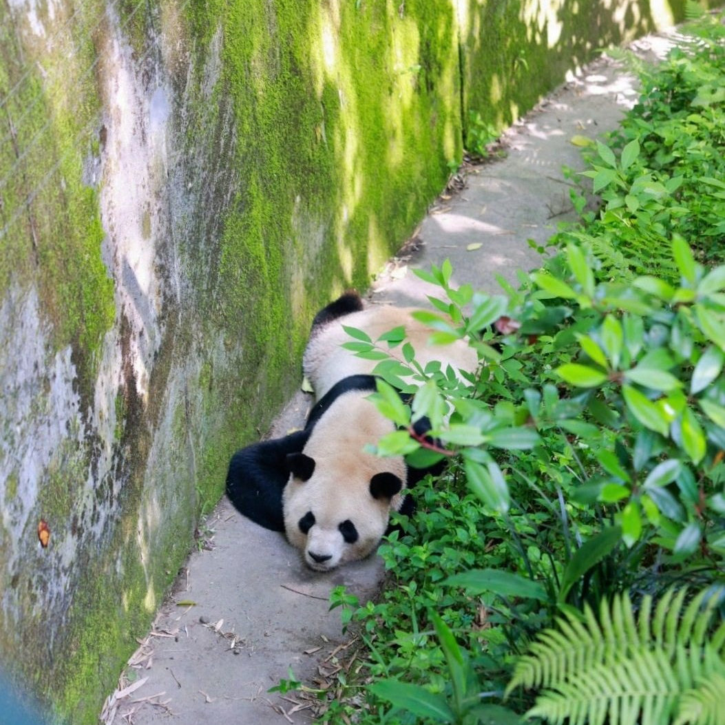 Chengdu Culture &amp; Panda Day Tour: Panda Base, Old Streets, Gaiwan Tea &amp; Sichuan Opera Face-Changing (Private Guide &amp; Transport)
