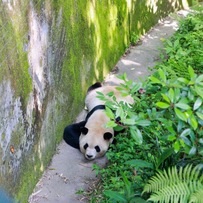 Chengdu Culture &amp; Panda Day Tour: Panda Base, Old Streets, Gaiwan Tea &amp; Sichuan Opera Face-Changing (Private Guide &amp; Transport)