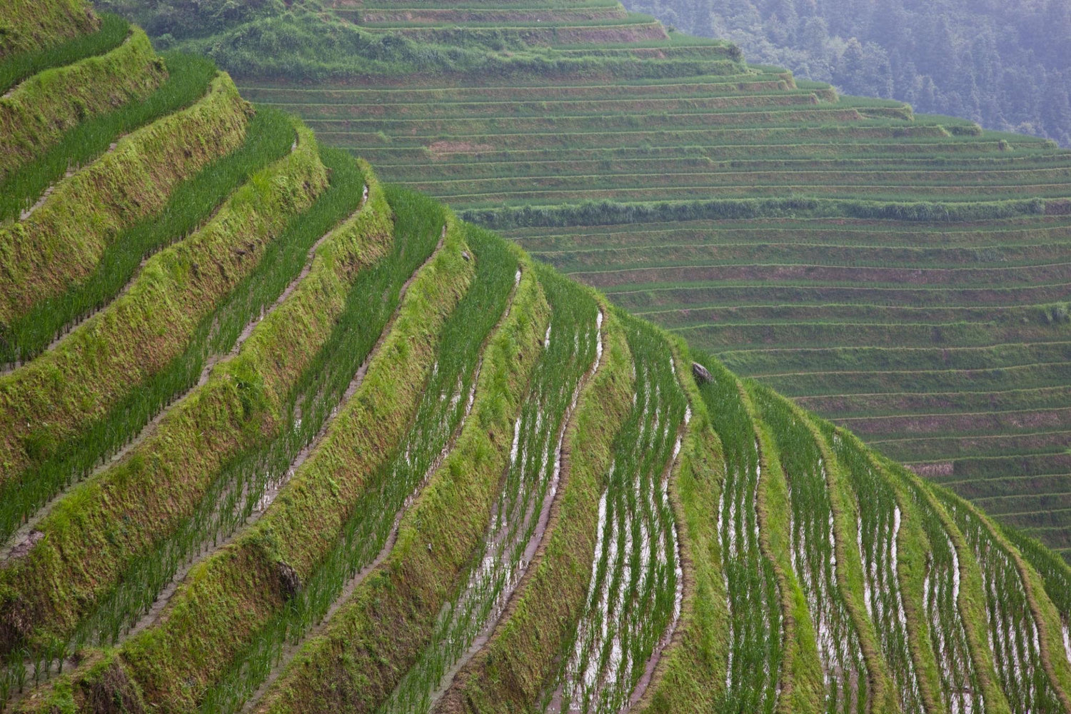 Longji Rice Terraces Day Tour from Guilin: Scenic Viewpoints, Ethnic Villages &amp; Tea Break (Private Guide &amp; Transport)